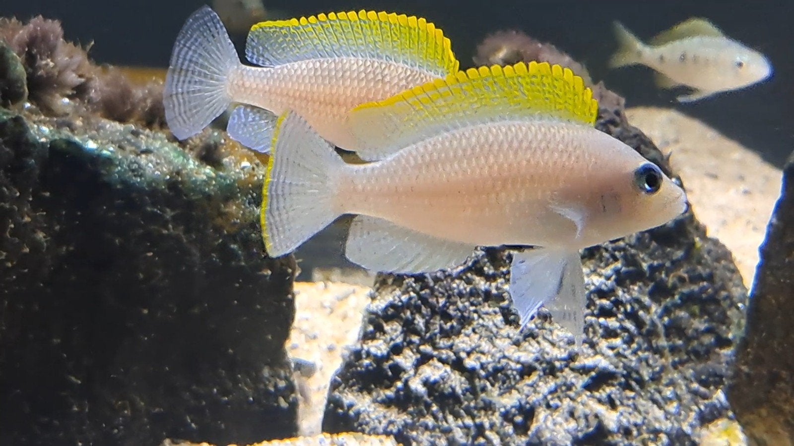Neolamprologus caudopunctatus tanganyika, Vis