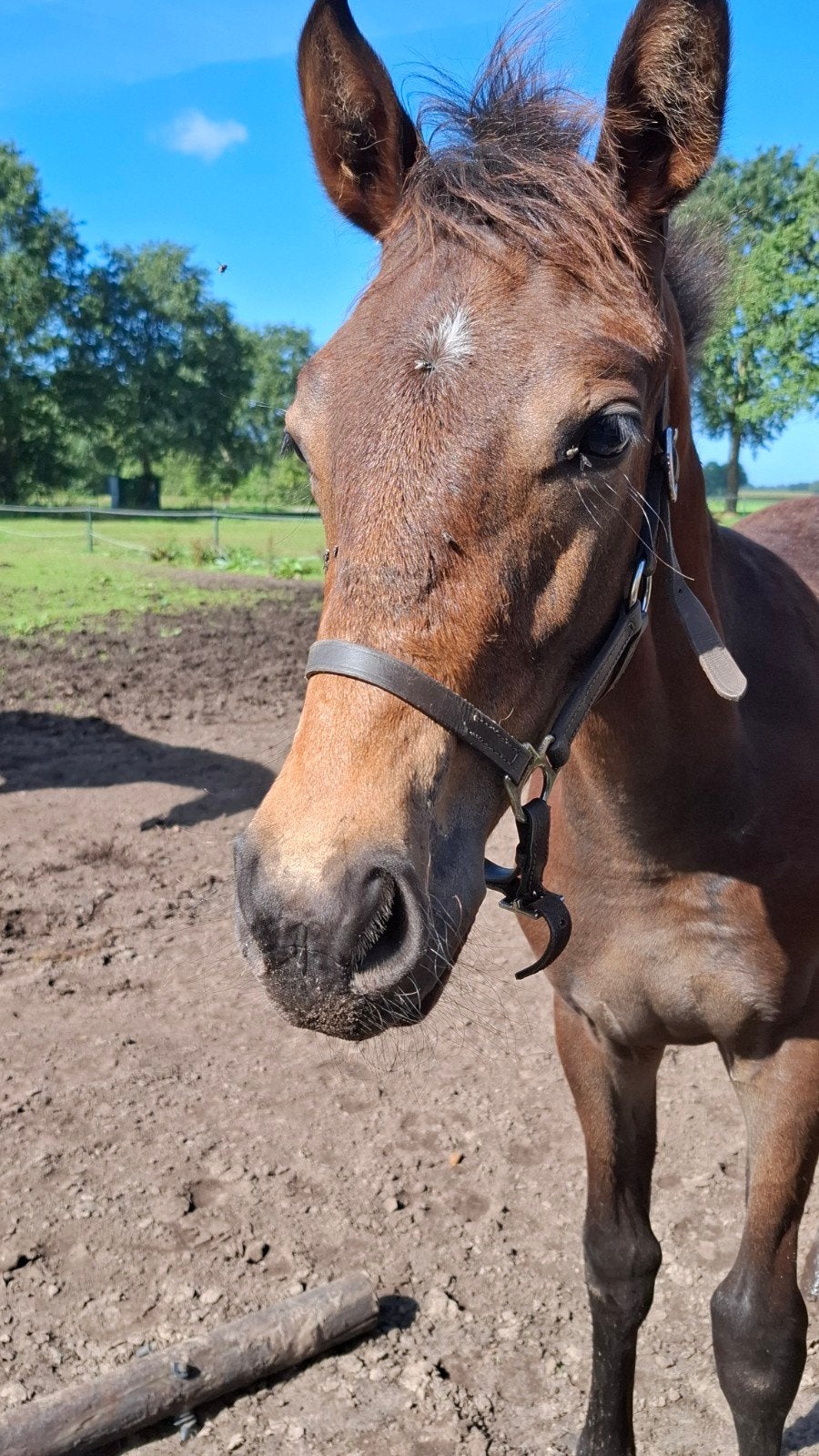 KWPN hengstveulen. Novian x Haarlem x Triton, Hengst, Dressuurpaard, 0 tot 2 jaar