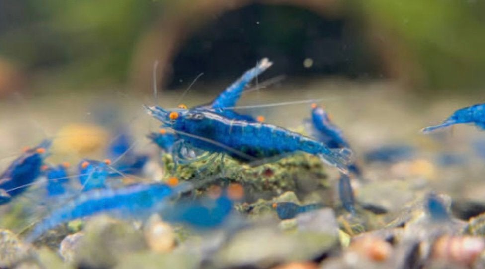 Blue dream orange eyes, Kreeft, Krab of Garnaal