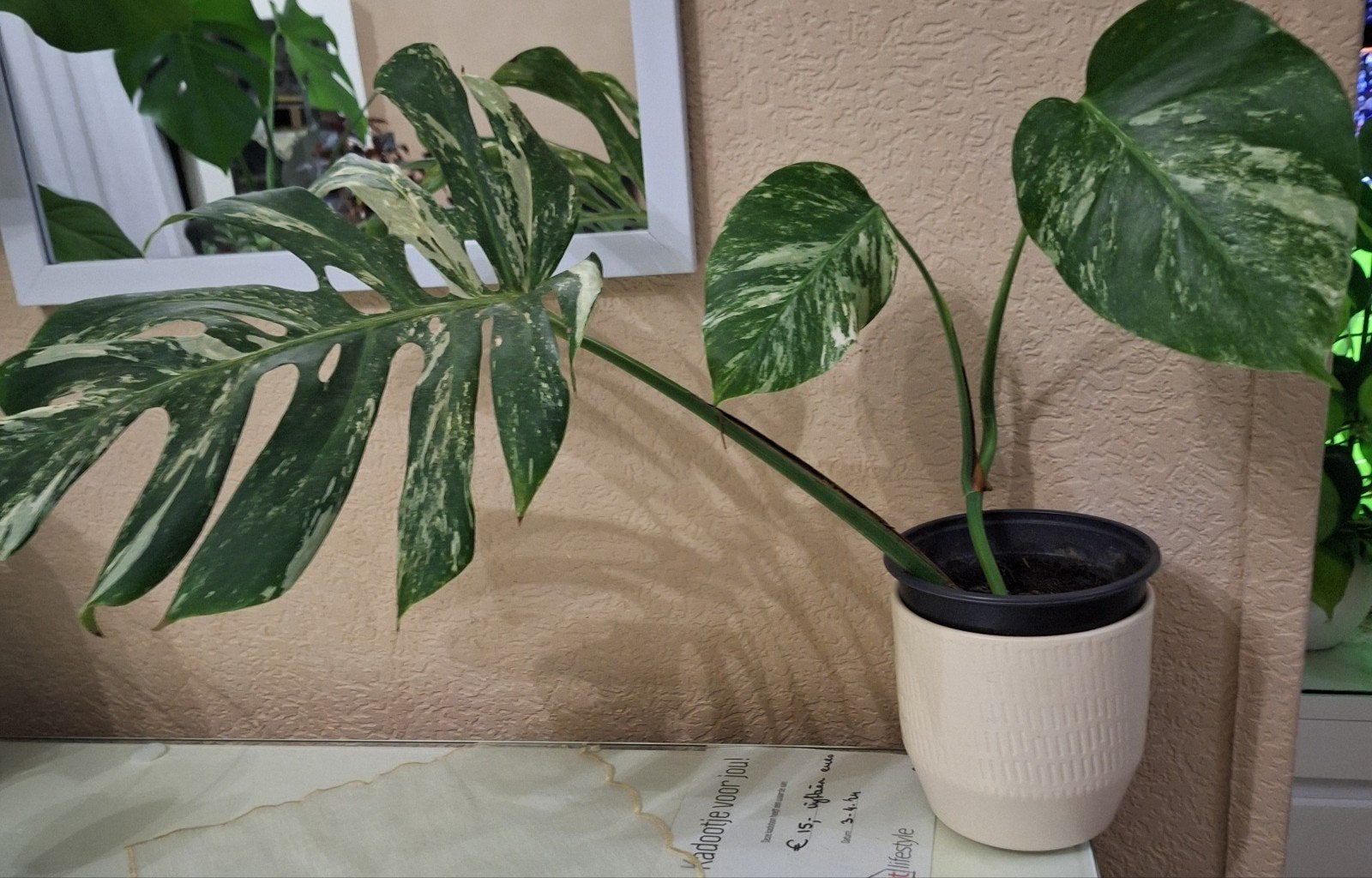Monstera Deliciosa  ALbo Variegata - Prachtige Kamerplant, Vaste plant, Bloeit niet, Halfschaduw, Ophalen