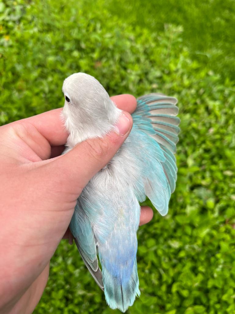 Fischeri Agapornis Eeuwing Blauw/TT  2021 Broedrijp, Vrouwelijk, Dwergpapegaai of Agapornis, Geringd