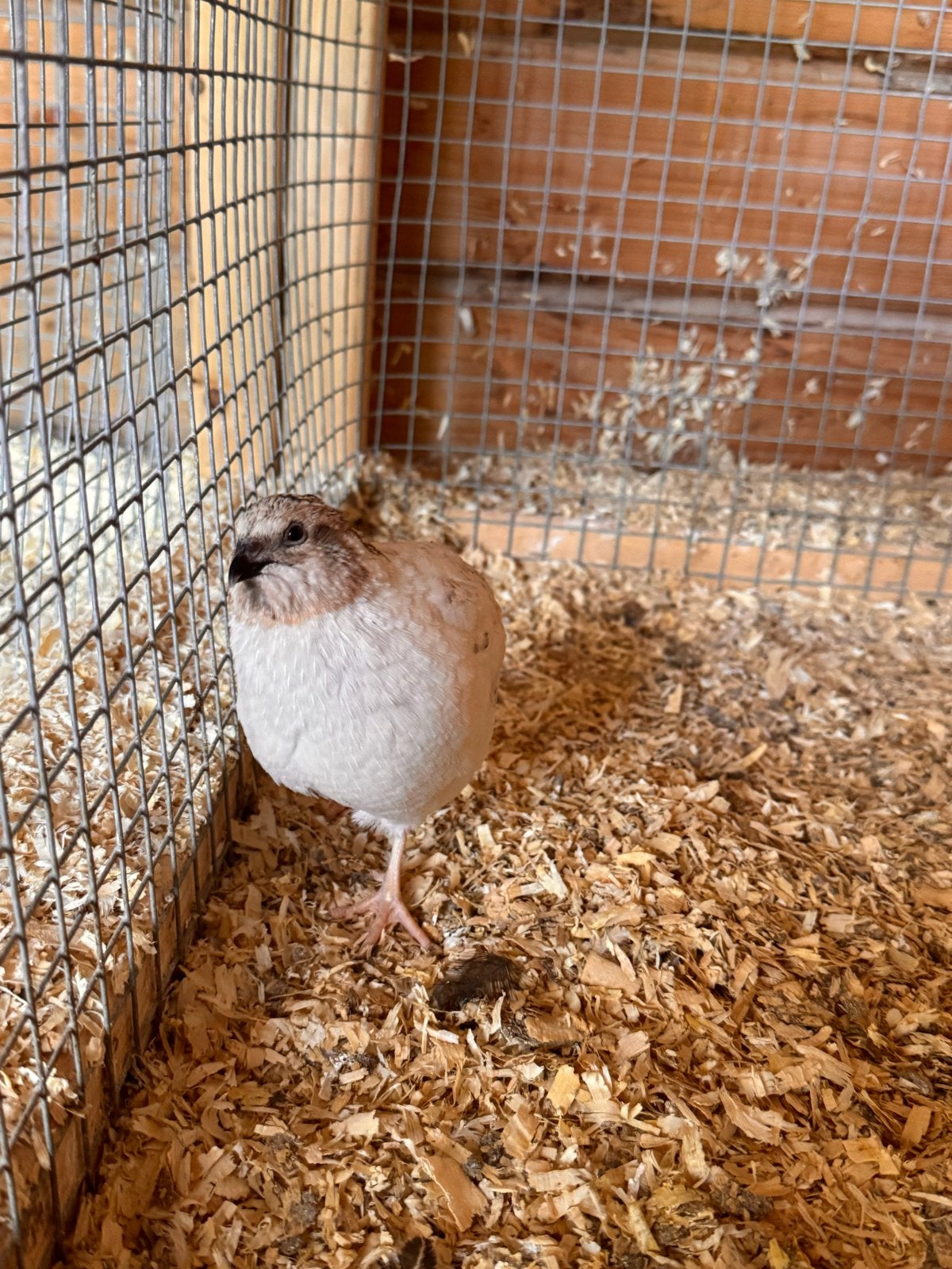 GRATIS  mannetjes kwartels, Dieren en Toebehoren, Mannelijk, Overige soorten