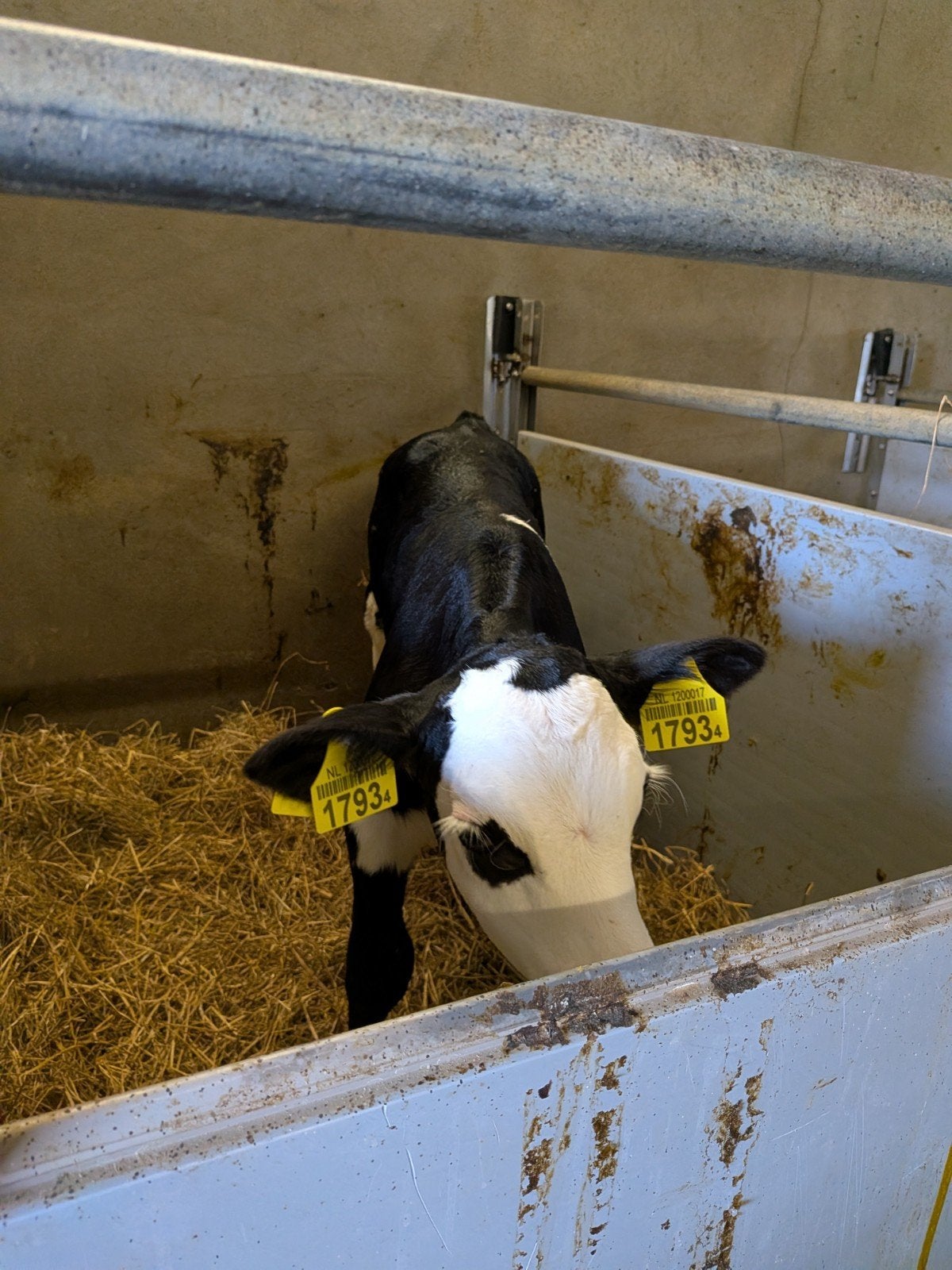 blaarkopvaarskalf, Dieren en Toebehoren, Stalling en Weidegang, Opfok