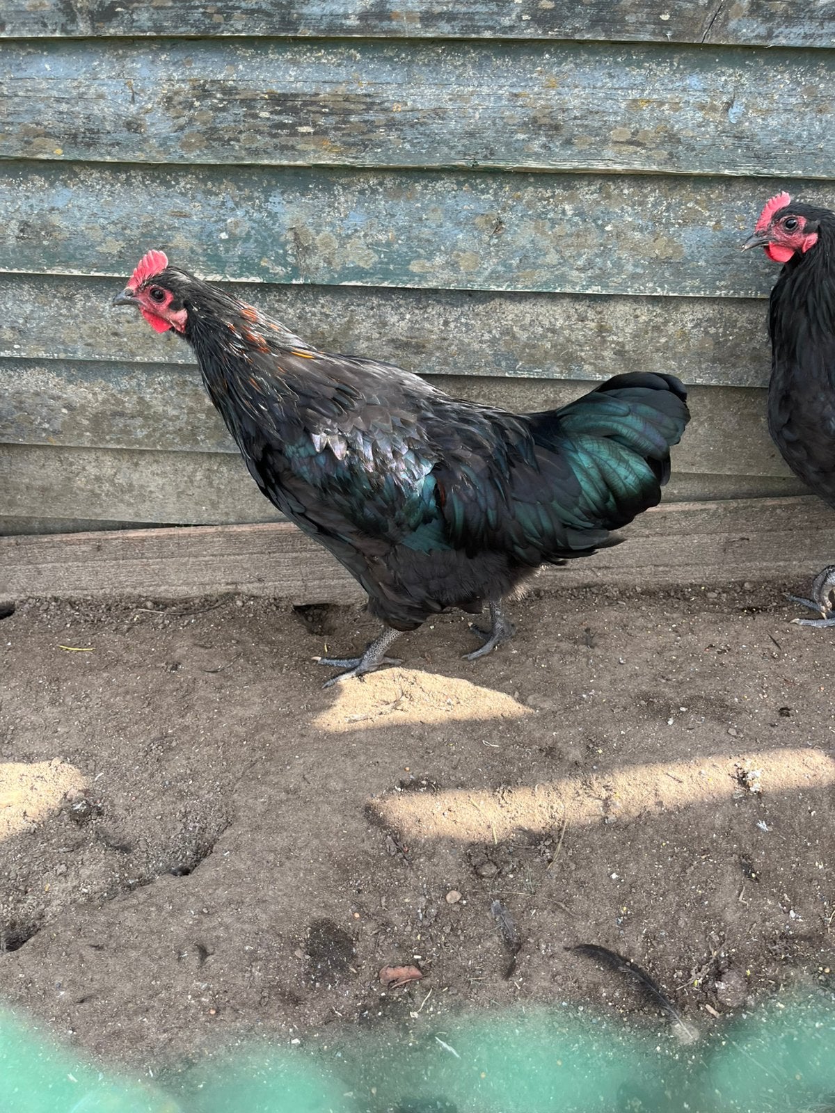 Australorp haan, Dieren en Toebehoren, Pluimvee, Mannelijk, Kip