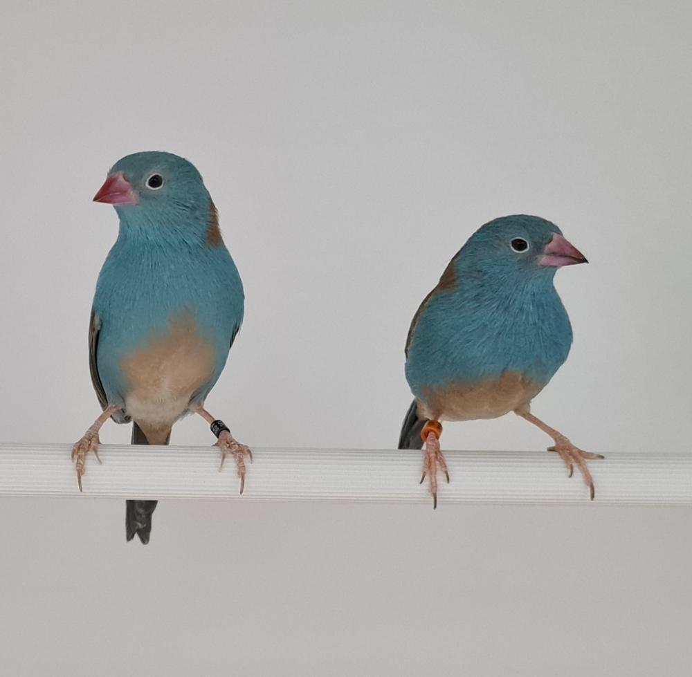 Te Koop; Prachtig Koppel Blauwfazantjes Geringd., Meerdere dieren