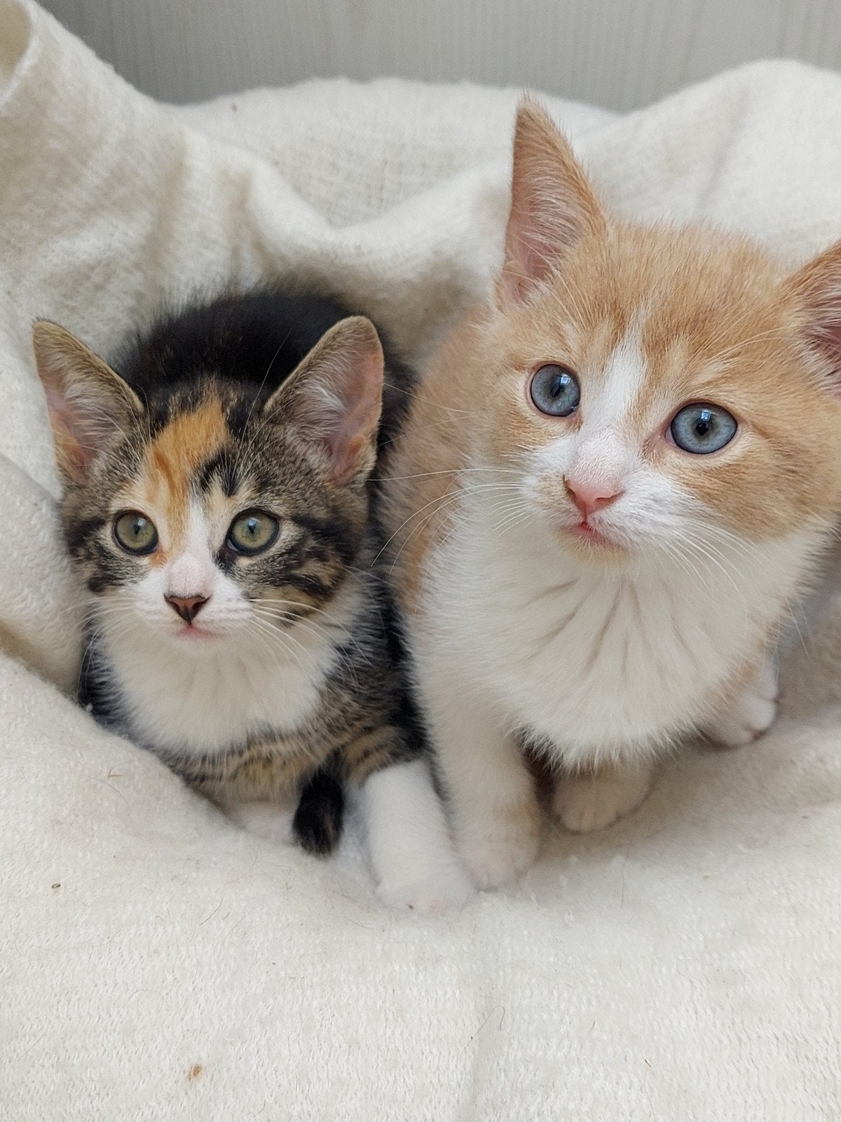 Kittens kater poesje kitten rode kater lapjespoes, Dieren en Toebehoren, Meerdere dieren