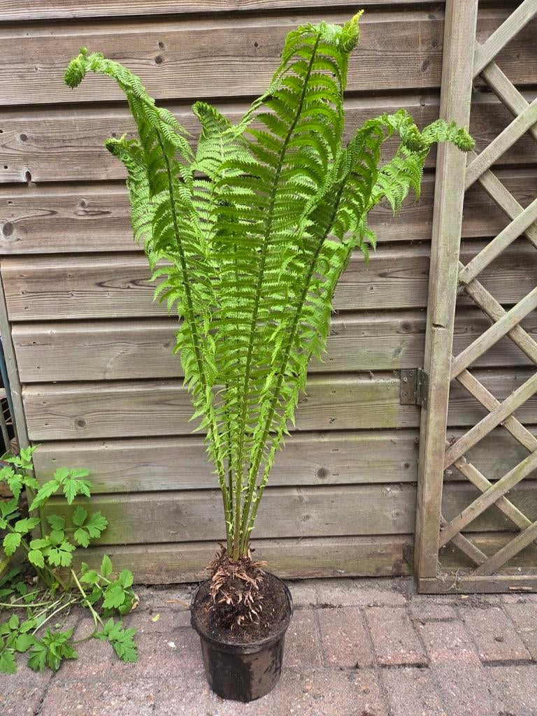 Prachtige struisvaren, Tuin en Terras, Planten | Tuinplanten, Ophalen, Vaste plant, Varens, Bloeit niet