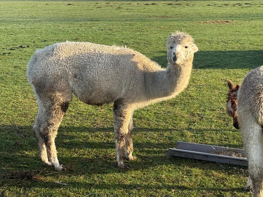 Drachtige alpaca, Dieren en Toebehoren, Augustus, Meerdere dieren