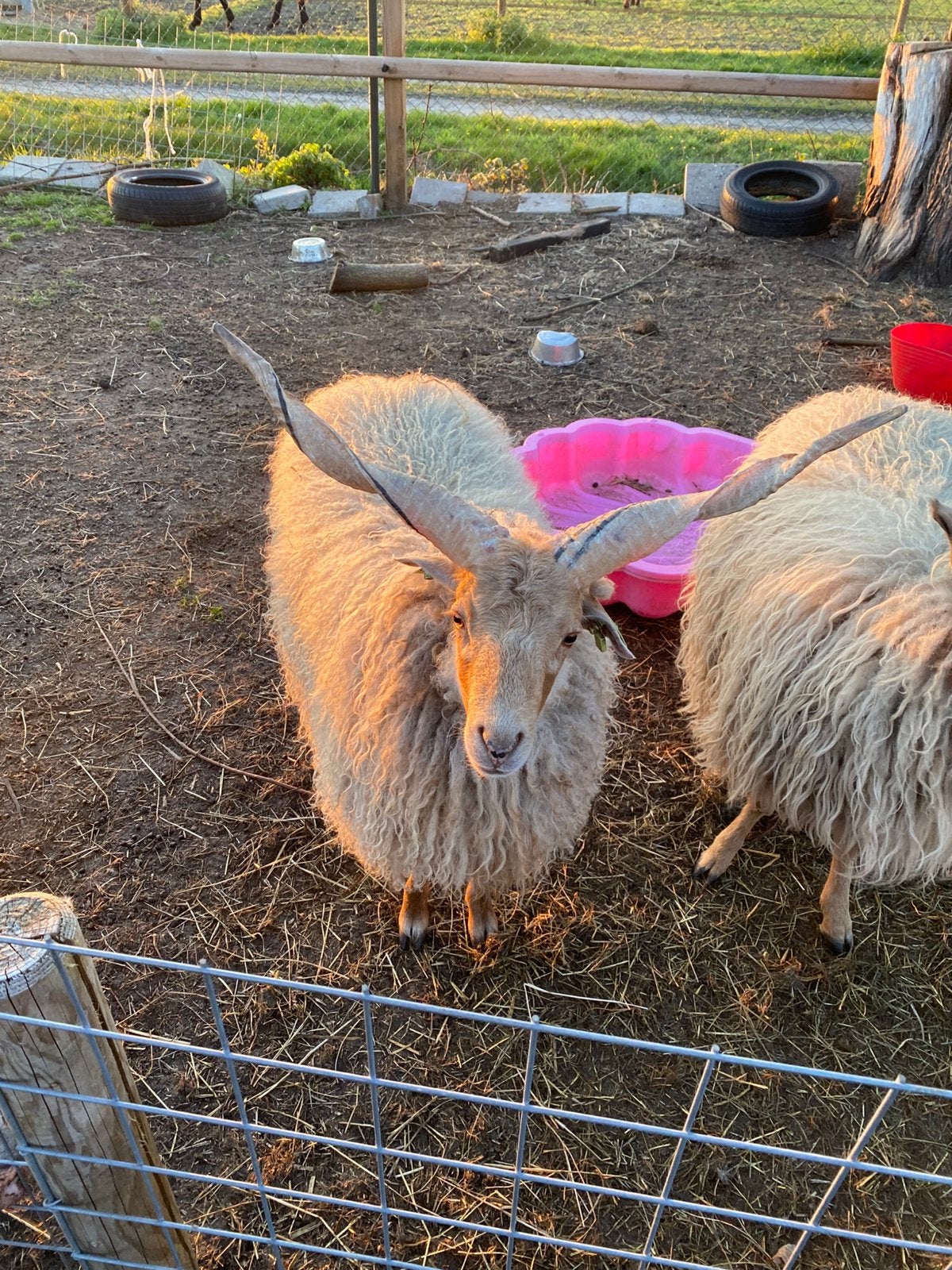 Lieve Racka dekram zoekt nieuw huis, Mannelijk, Schaap
