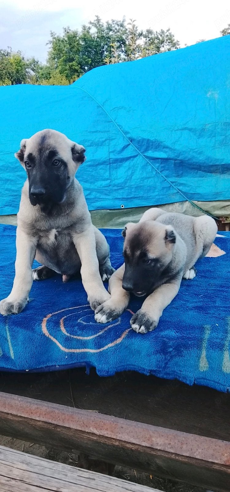 Kangal Puppy’s orginele bloedlijn, Particulier, Overige rassen, 8 tot 15 weken, Buitenland
