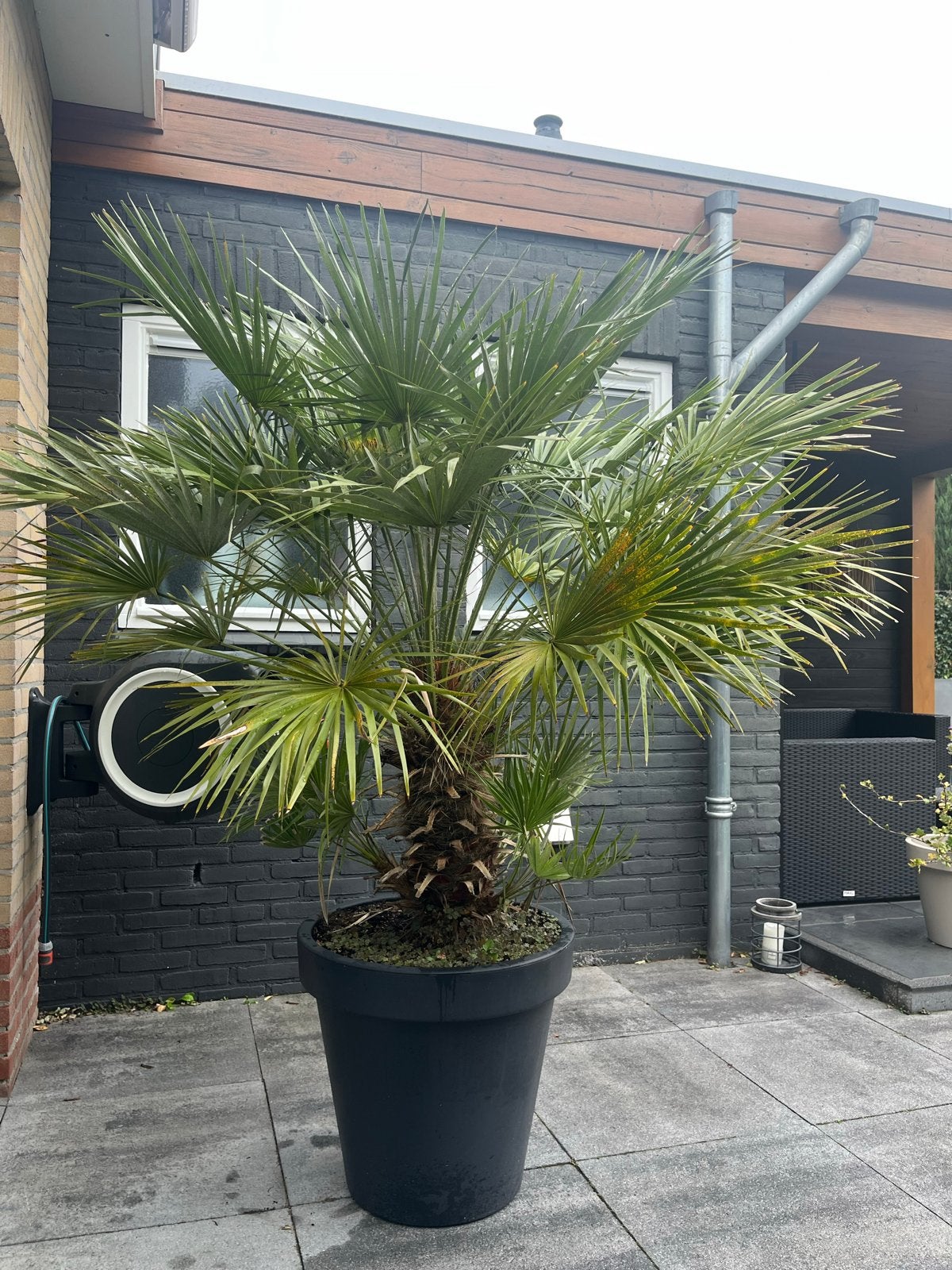 Trachycarpus fortunei palmboom incl. pot, Tuin en Terras, Volle zon, Vaste plant, Lente, Ophalen