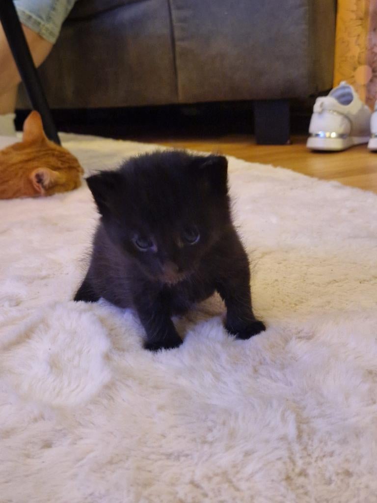 2 kittens