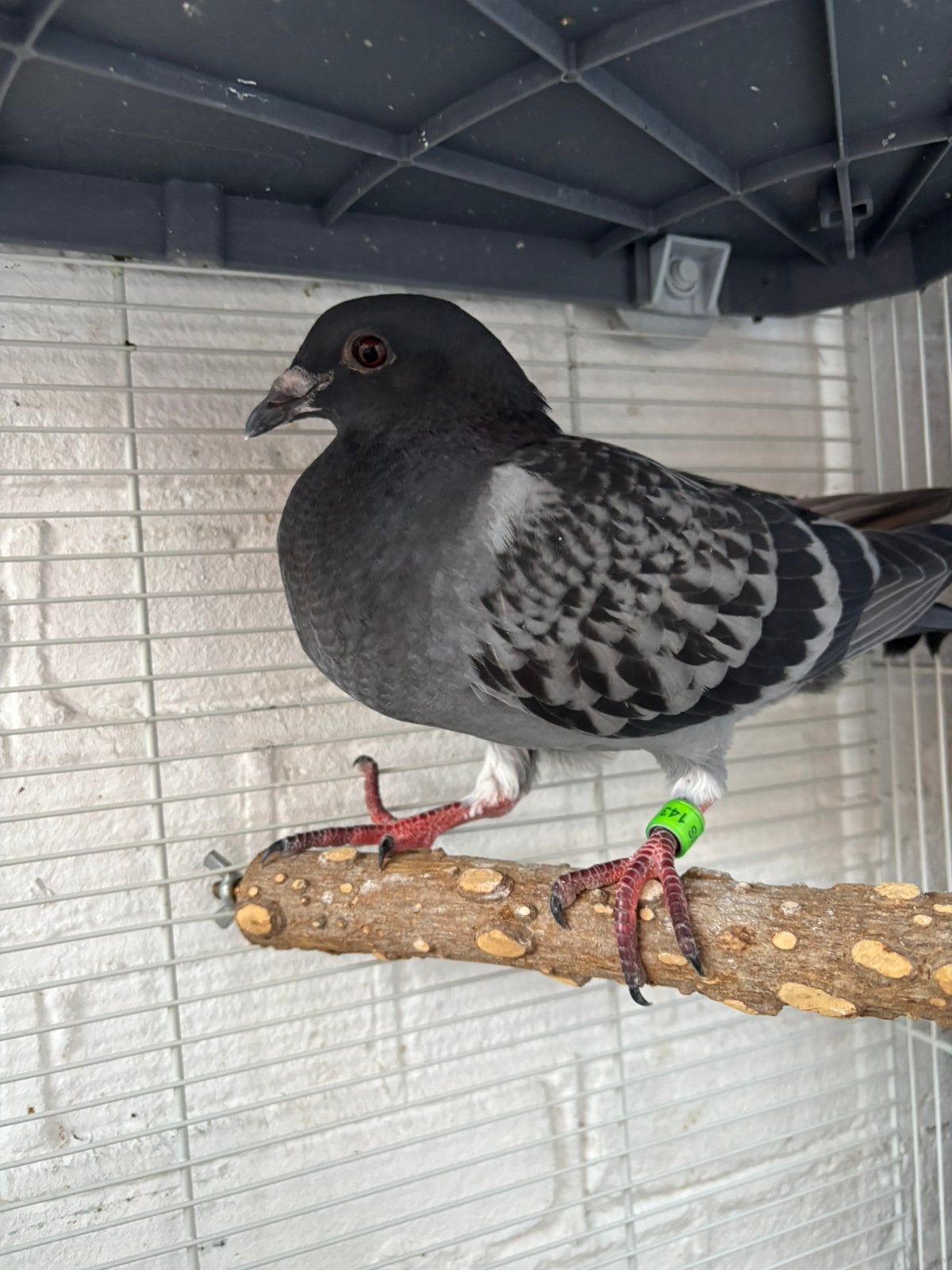 Te koop, jonge duif, Dieren en Toebehoren, Vrouwelijk