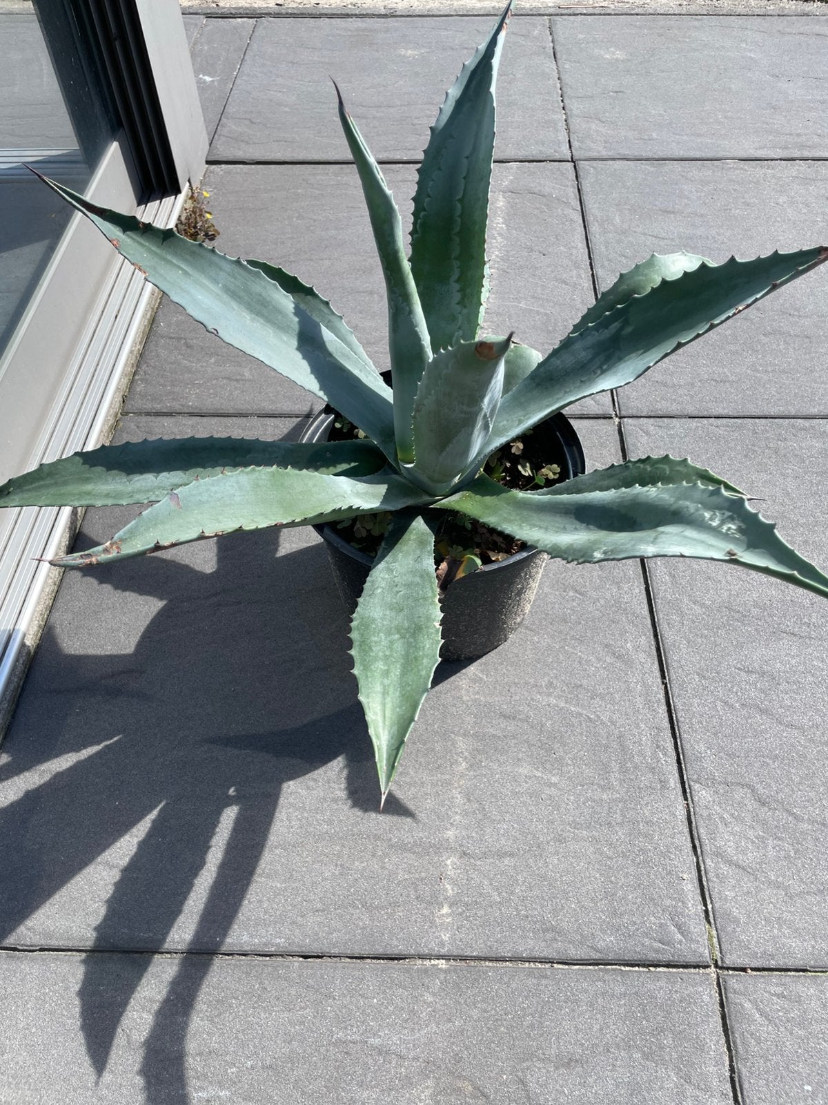 Agave, Ophalen, Bloeit niet, Overige soorten, Volle zon