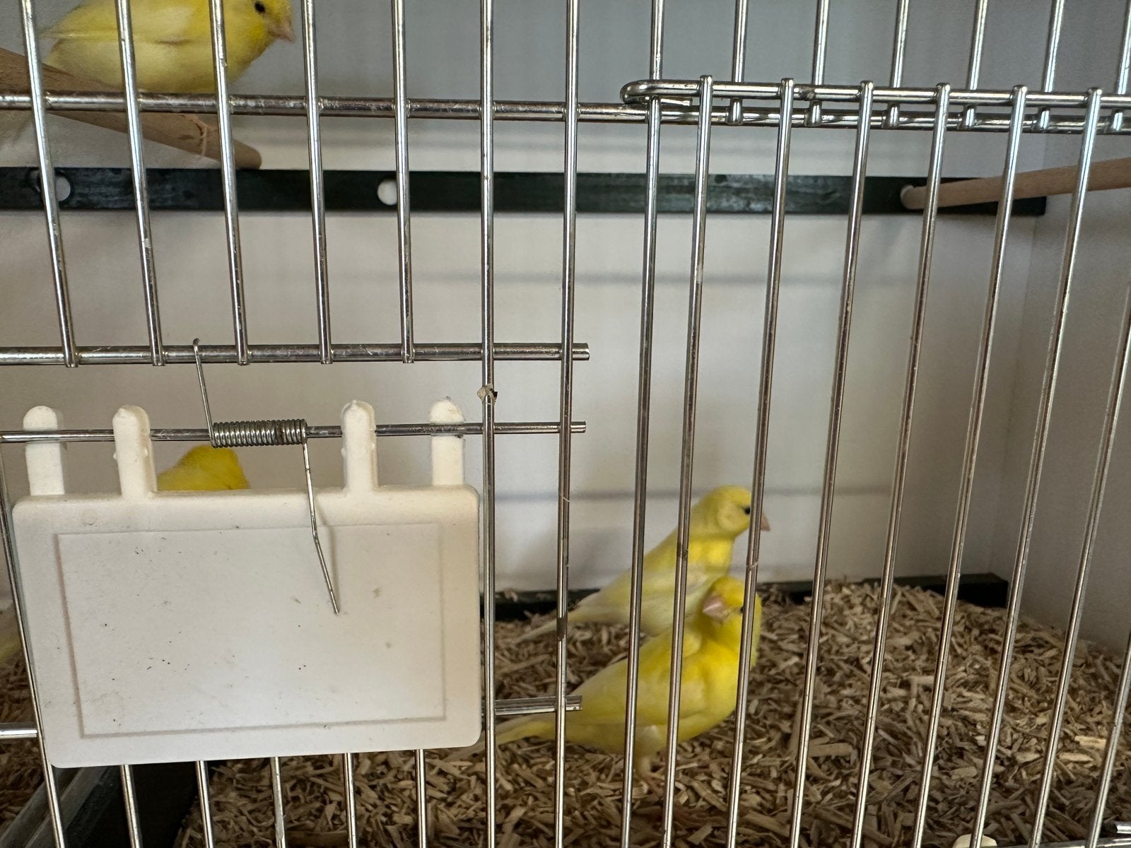 Mooie kanaries, Dieren en Toebehoren, Vogels | Kanaries, Meerdere dieren, Kleurkanarie