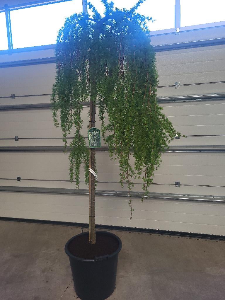 Larix Kaempf.Stiff Weeper, Volle zon, Vaste plant, Bloeit niet, Ophalen