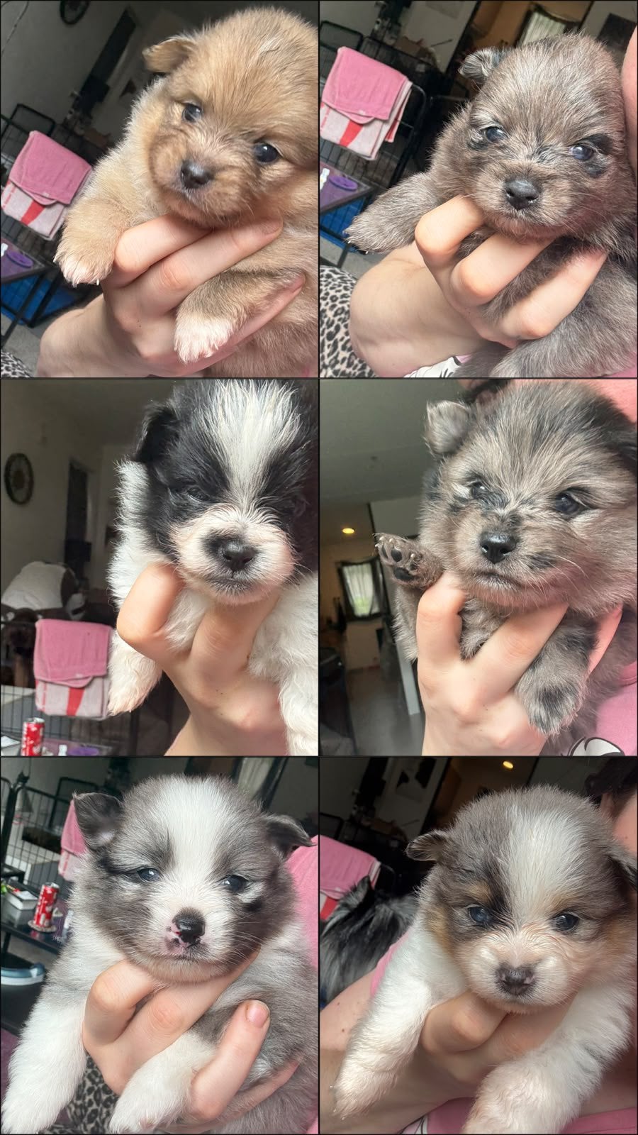 Dwergkeeshond pups x Pomeranian, Parvo, Keeshond, 8 tot 15 weken, Meerdere