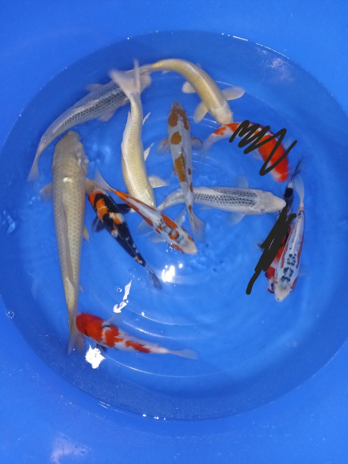 Smal nisai koi mix, Karper of Koi