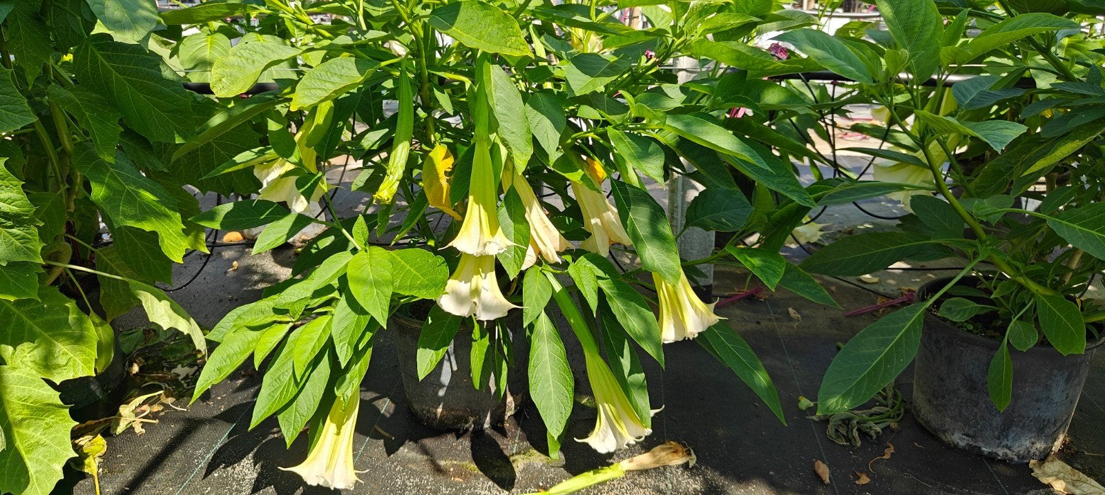 Grote brugmansia struiken, Volle zon, Vaste plant, Zomer, Ophalen