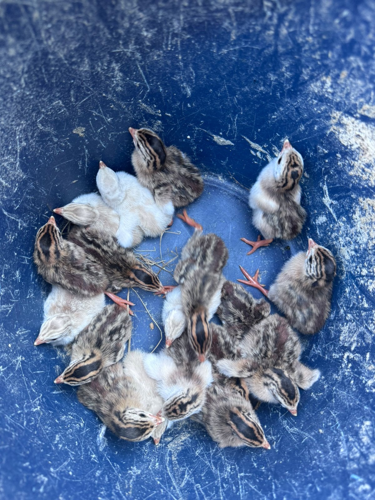 Jonge parelhoenders wit, grijs, wildkleur en royal purple, Dieren en Toebehoren, Pluimvee, Meerdere dieren, Eend