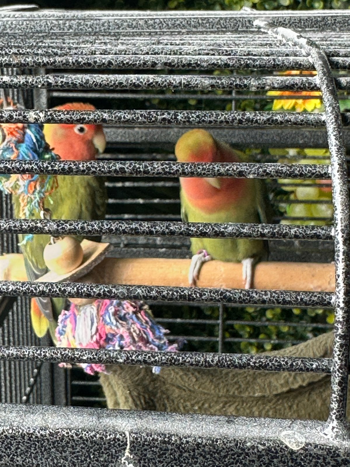 Dwergpapegaai/agapornis, Geslacht onbekend, Dwergpapegaai of Agapornis