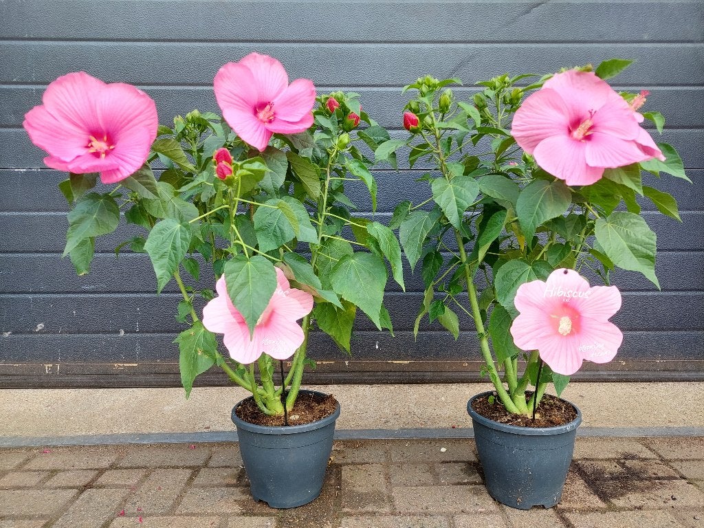 Hibiscus (XXL Bloemen) - Chinese Roos H: 85 cm., Tuin en Terras, Planten | Tuinplanten, Volle zon, Vaste plant, Zomer, Ophalen