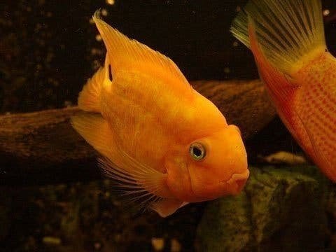 Cichlasoma Parrot Red / Papegaai cichlide rood of geel, Vis, Zoetwatervis