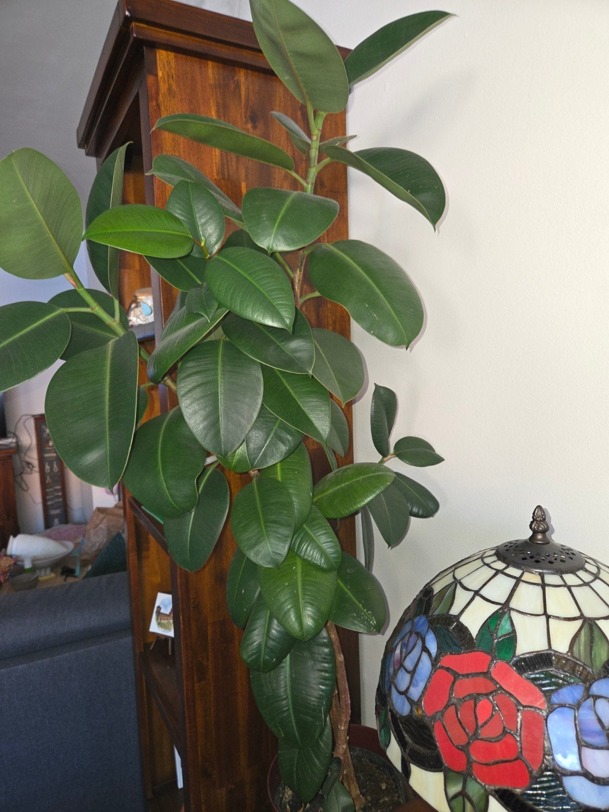 Foto 5 van ficus elastica