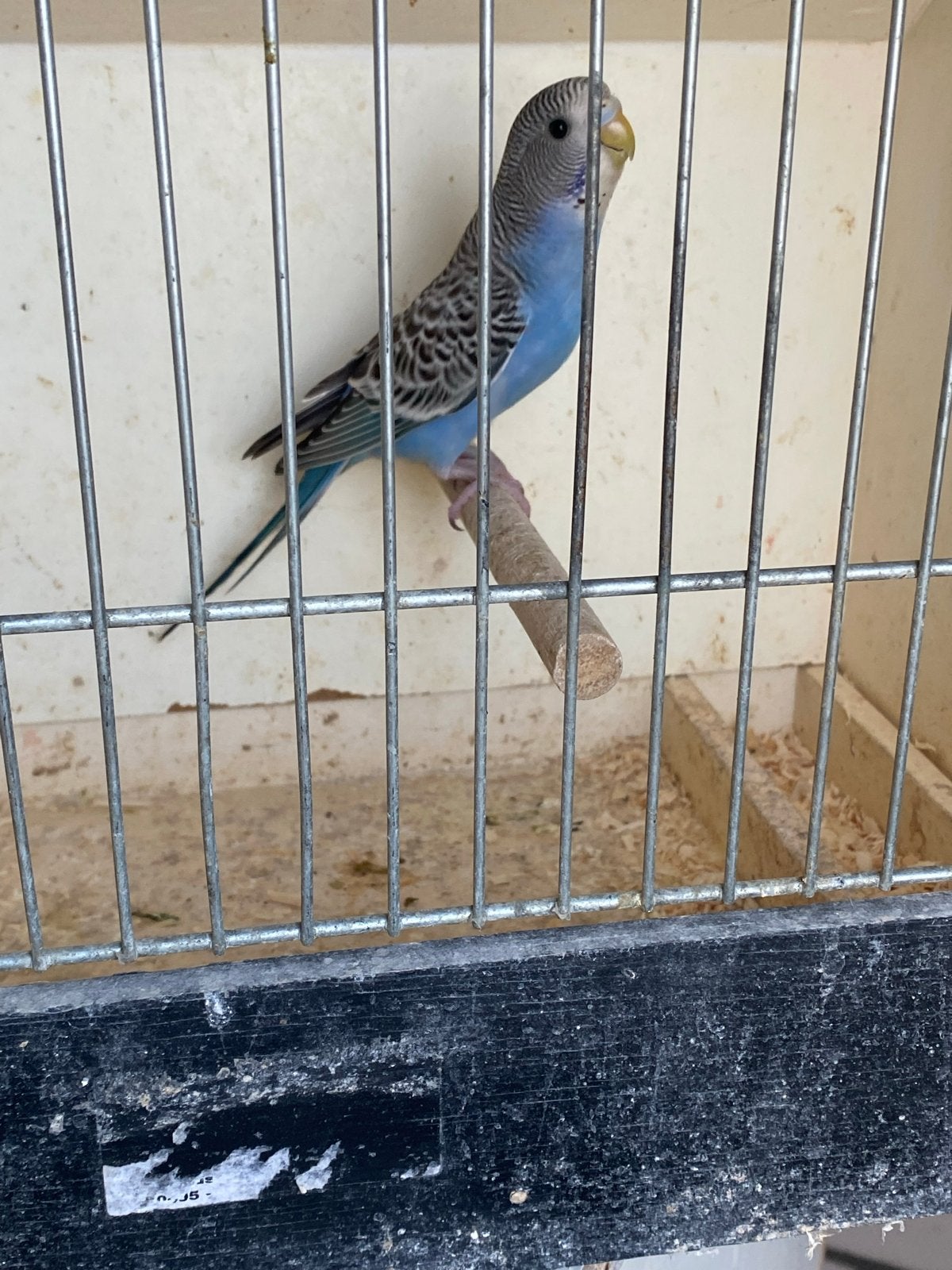 Jongen grasparkiet, Dieren en Toebehoren, Vogels | Parkieten en Papegaaien, Geslacht onbekend, Parkiet