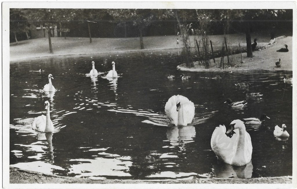 Rhenen, Ouwehands Dierenpark op de Grebbeberg, zwanen, Verzenden, 1940 tot 1960, Ongelopen, Utrecht