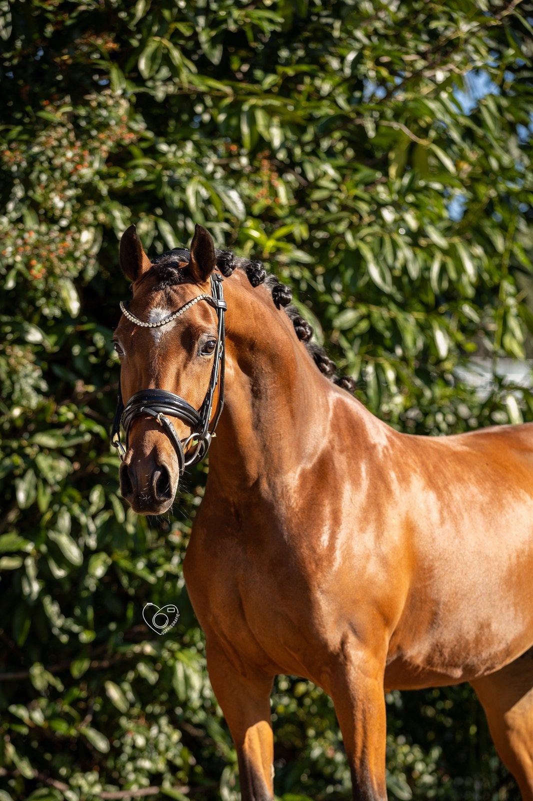 Talentvolle 4,5 jarige merrie v. Golden Grey, Merrie, Met stamboom, Dressuurpony, 3 tot 6 jaar