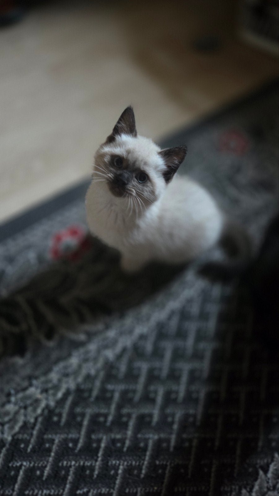 Nog maar 1/5 Ragdoll kitten jongetje, Meerdere dieren