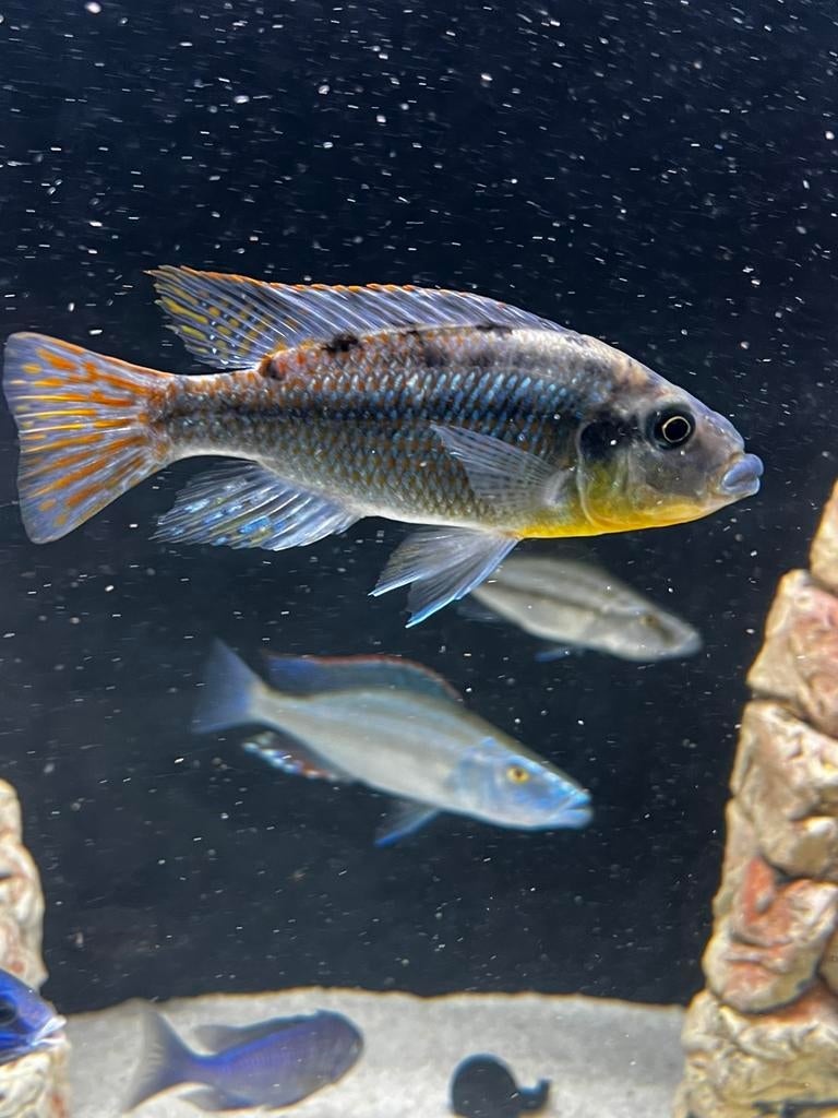 Protomelas sp. “Hertae” mannetje (malawi cichliden), Dieren en Toebehoren, Vissen | Aquariumvissen, Vis
