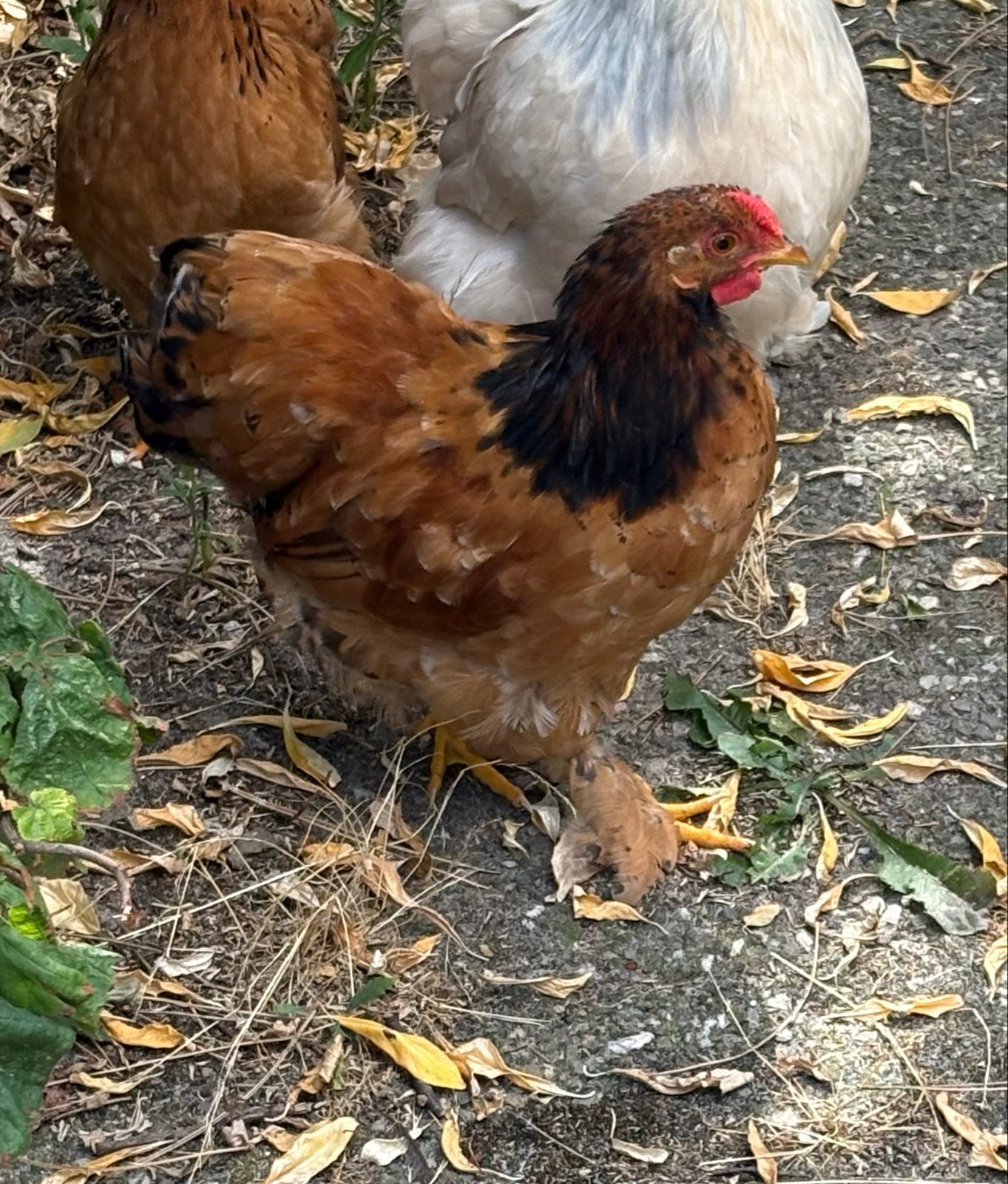 Haan Cochin kriel, Dieren en Toebehoren, Pluimvee, Mannelijk, Kip