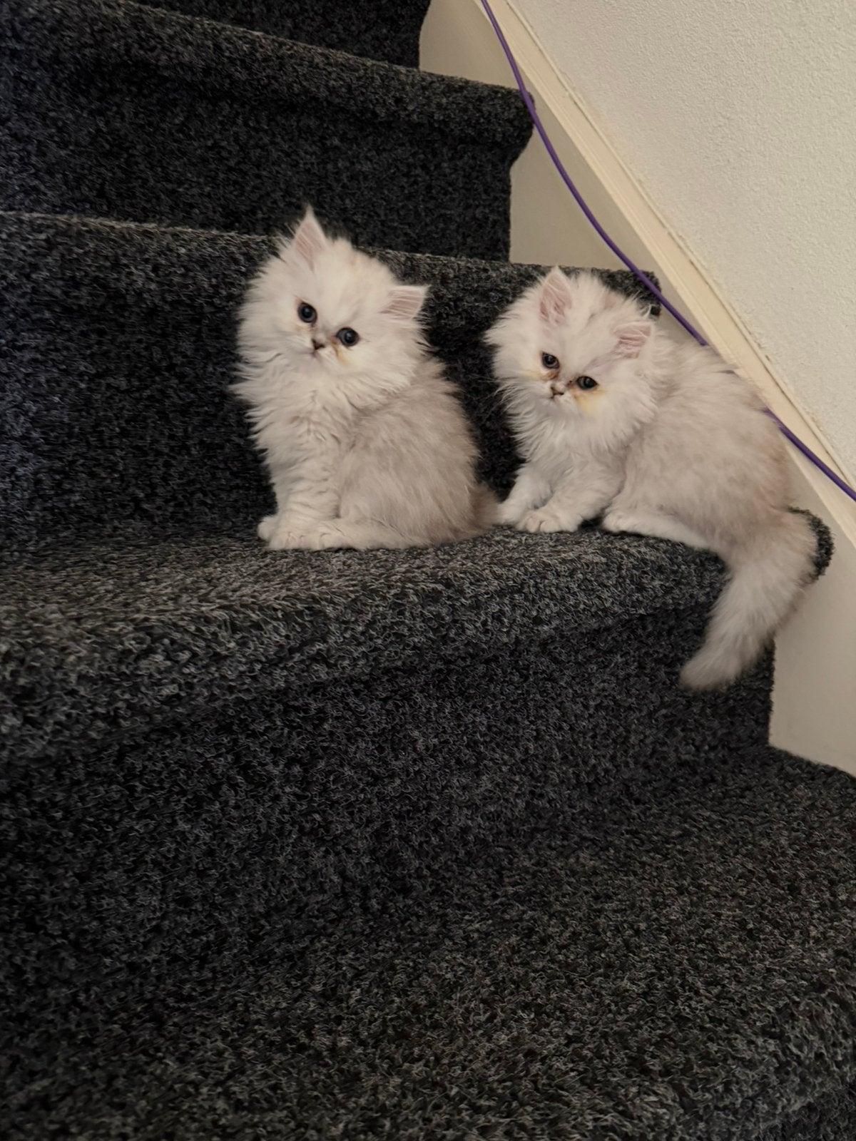 Prachtige Perzische langhaar kittens TE KOOP !, Poes