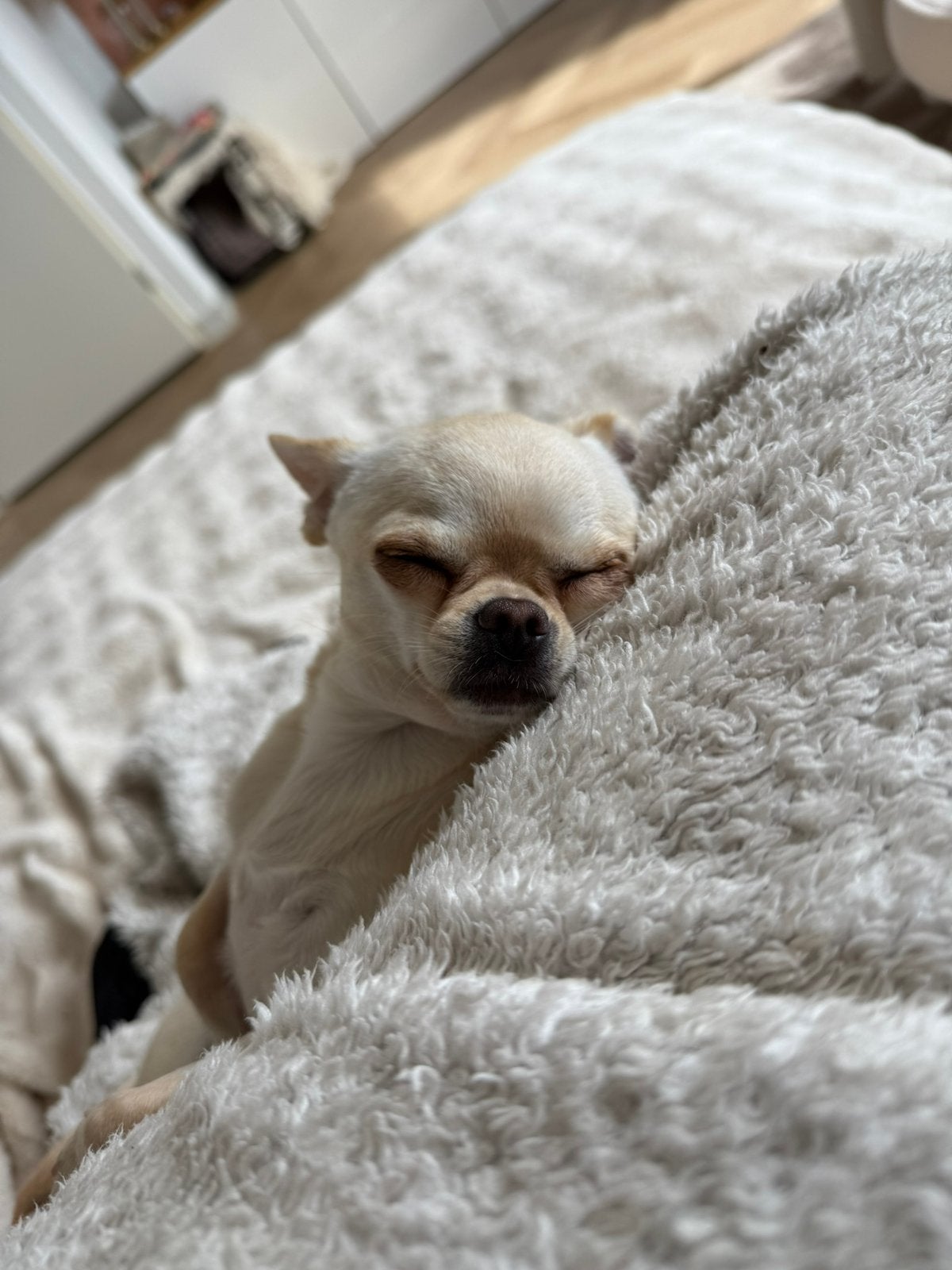 Nestje mini kortharige Chihuahua pups binnen een week, Dieren en Toebehoren, Honden | Chihuahua's en Gezelschapshonden, Parvo