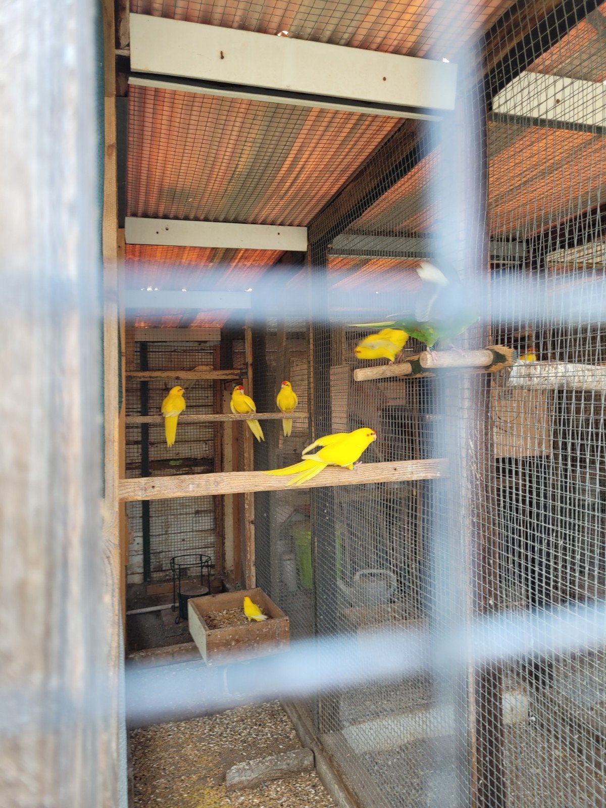 Tekoop gele kakariki,s van april 2026, Dieren en Toebehoren, Vogels | Kanaries, Meerdere dieren, Kleurkanarie