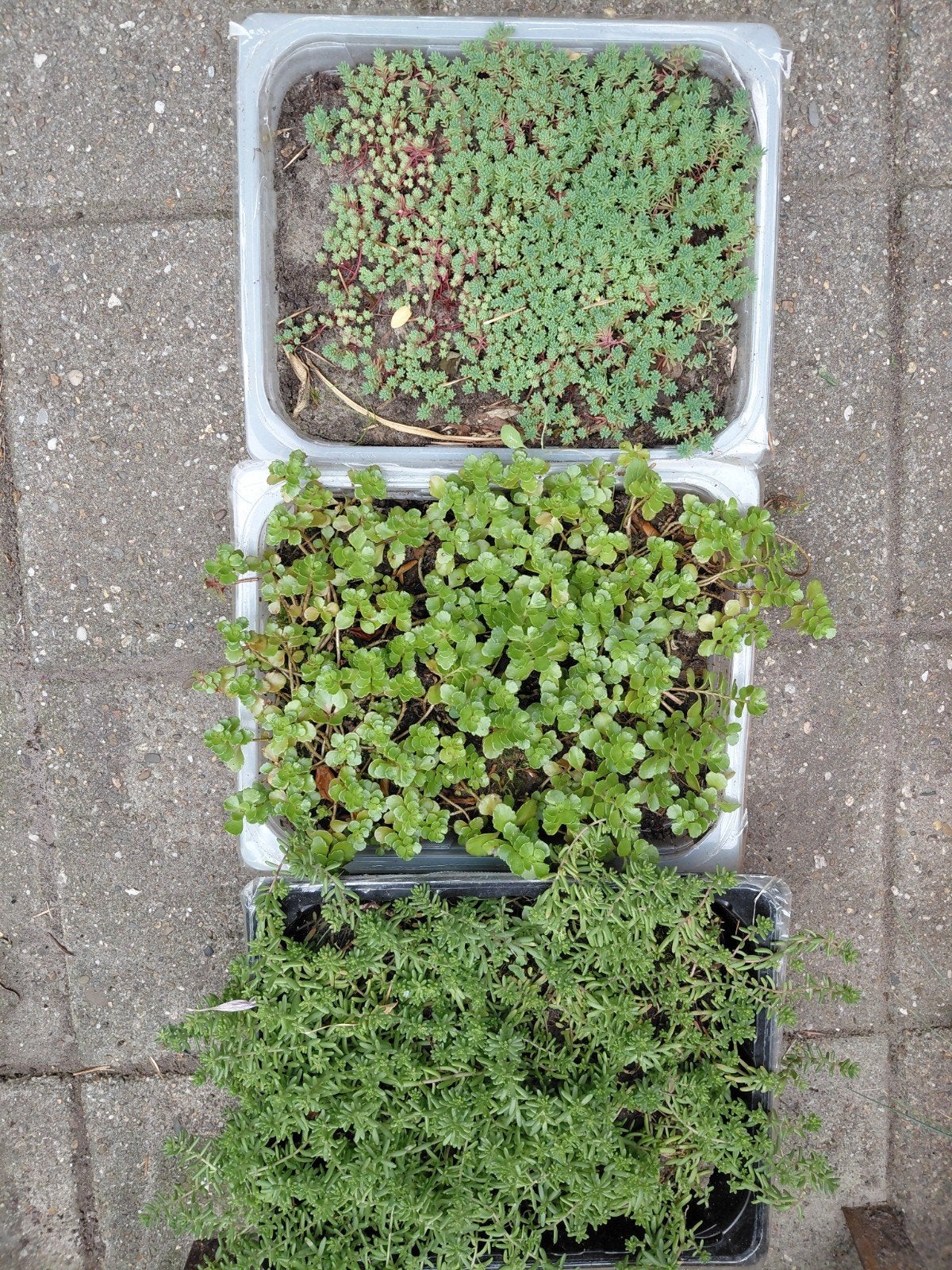 3 x bak sedum, Ophalen, Bodembedekkers, Volle zon