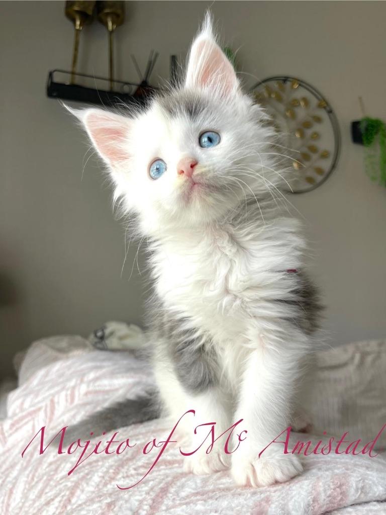 Prachtige Maine coon Kittens, Meerdere dieren, Met stamboom, 0 tot 2 jaar