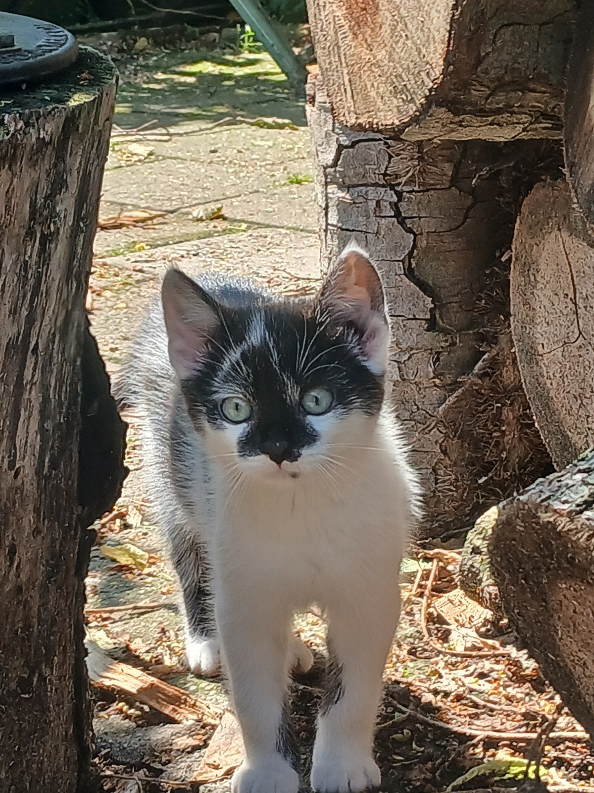 Kittens, Dieren en Toebehoren, Meerdere dieren, 0 tot 2 jaar