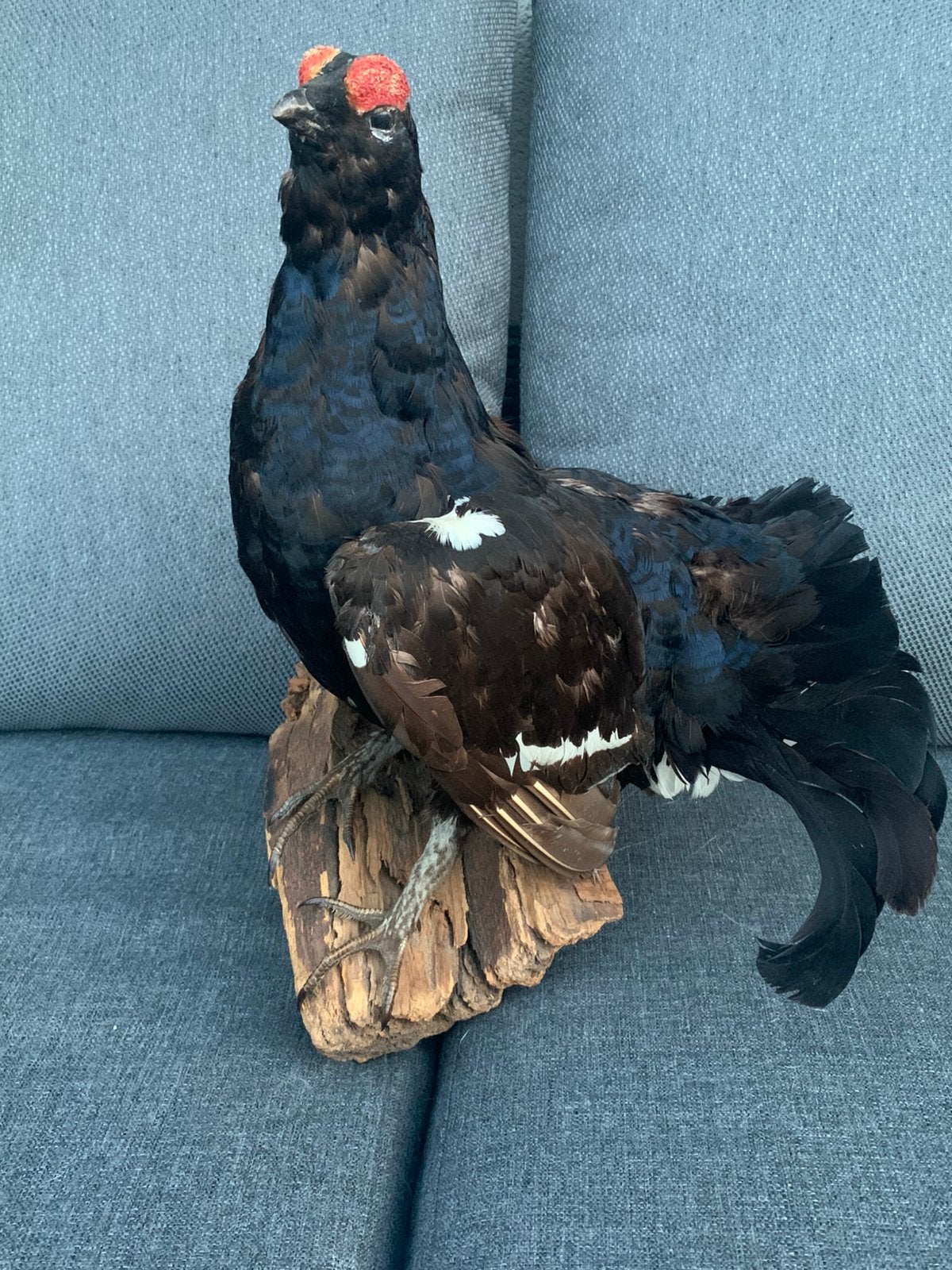 Opgezette korhoen taxidermie, Verzamelen, Dierenverzamelingen, Ophalen of Verzenden, Vogel, Opgezet dier
