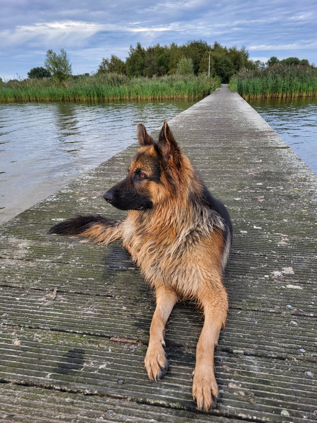 Duitse Herder DekReu ( Niet te koop ), CDV (hondenziekte), Reu, 1 tot 2 jaar, Eén hond