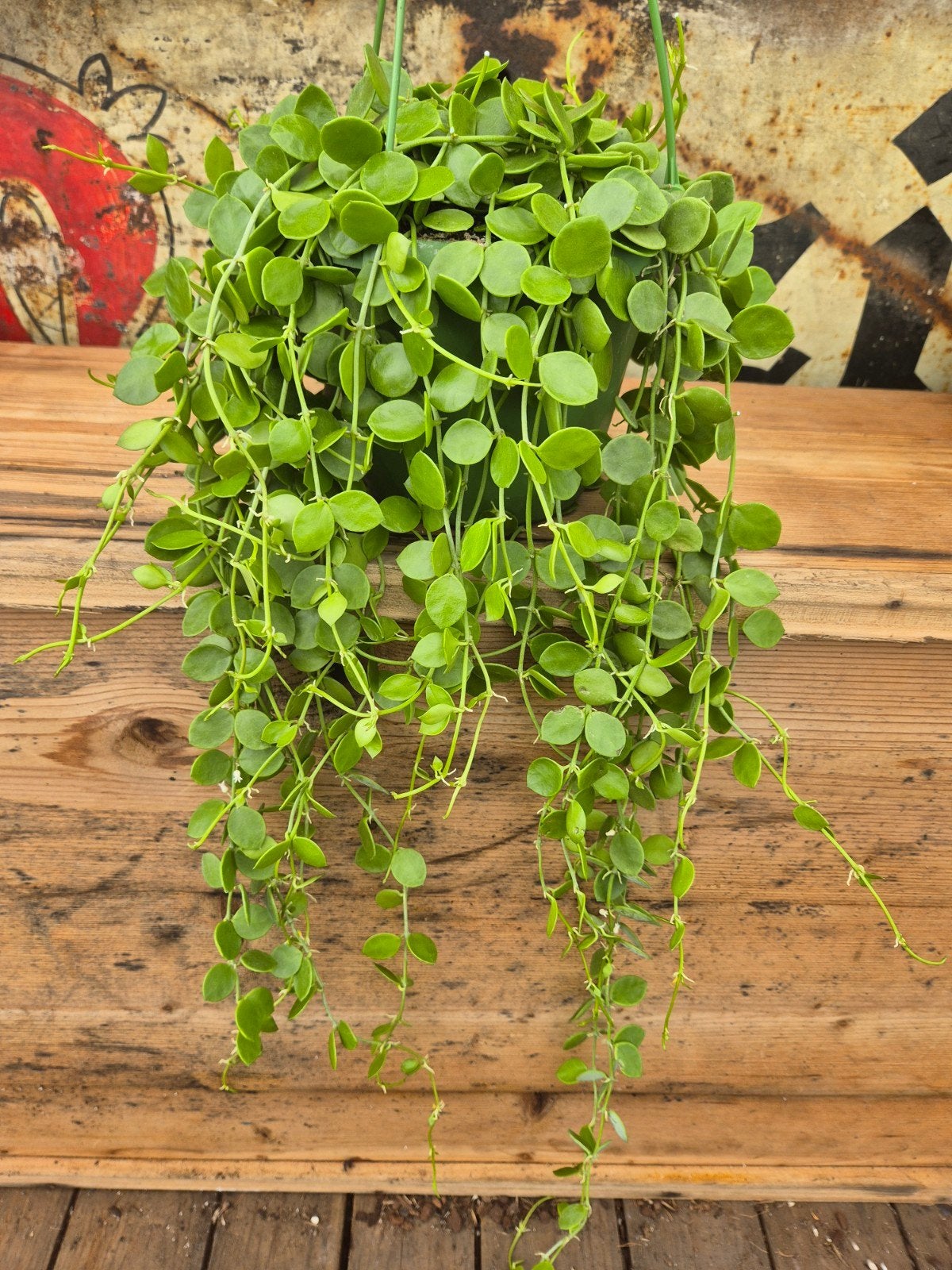 Dischidia Nummelaria p14, Huis en Inrichting, Kamerplanten, Ophalen of Verzenden, Halfschaduw, Minder dan 100 cm