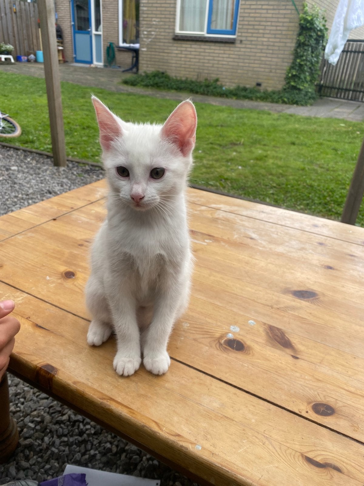 Witte kitten te koop, lief en speels, Dieren en Toebehoren, Poes, Kortharig