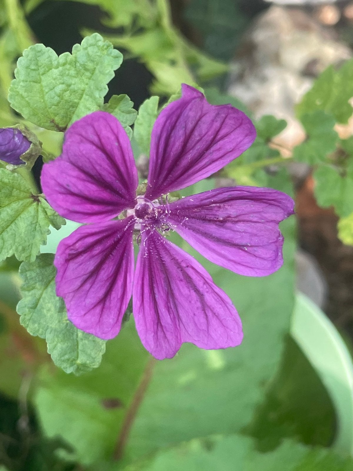Foto 3 van Minituintje in grote bloempot met kamperfoelie & Teunisbloem