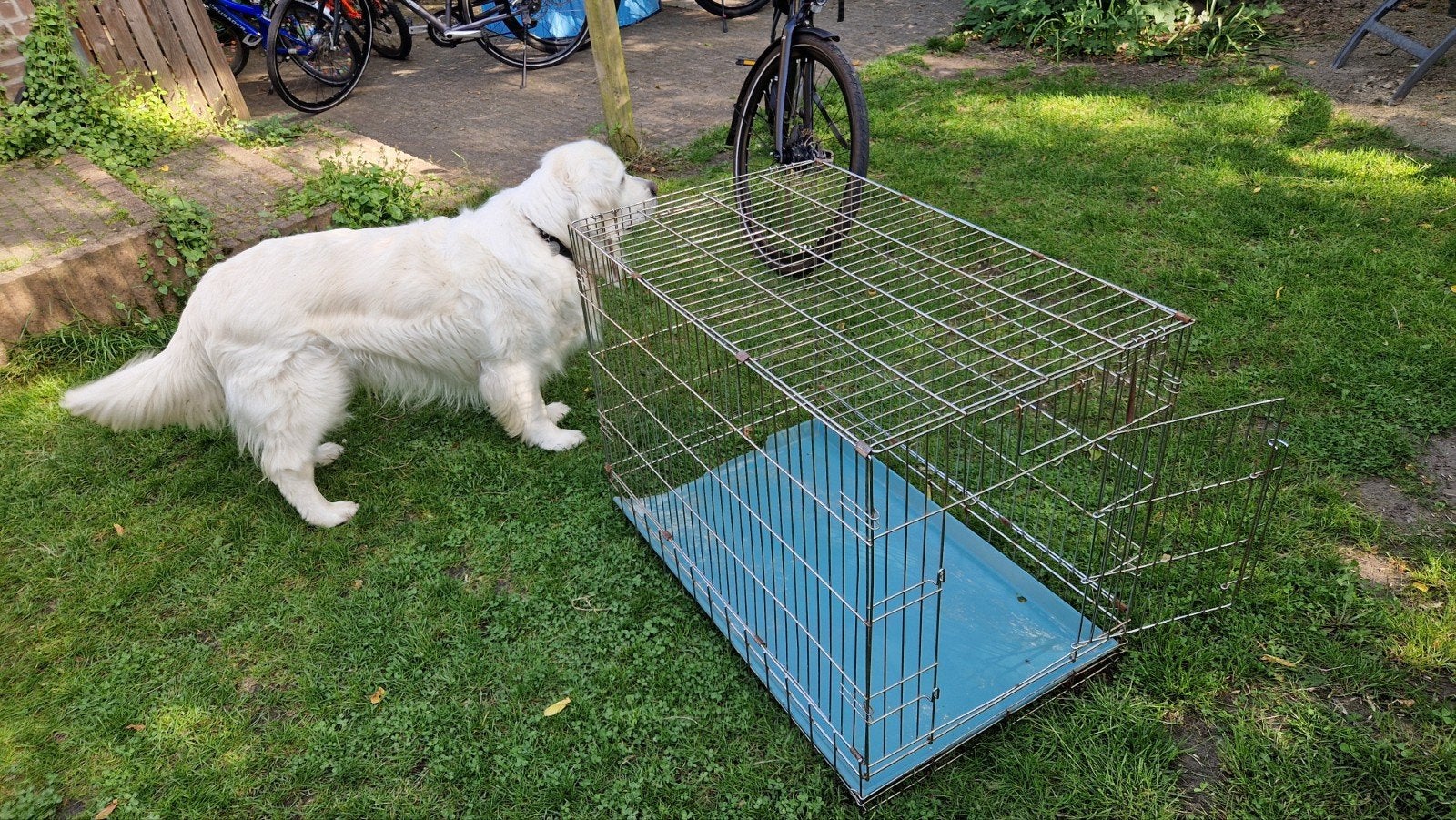 Gratis hondenbench., Ophalen