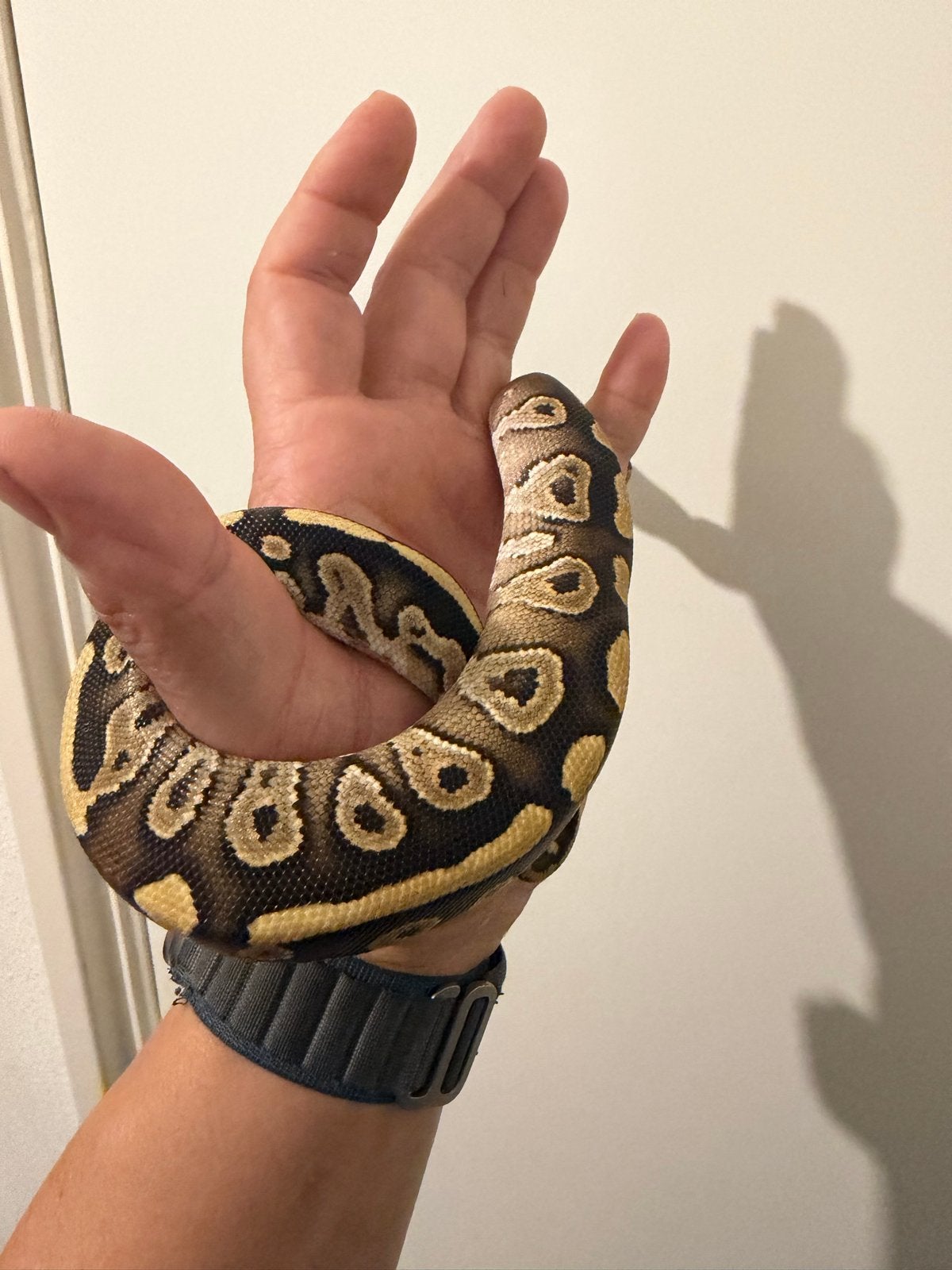 1.0 Ballpython / Regius Ball Python photo 3
