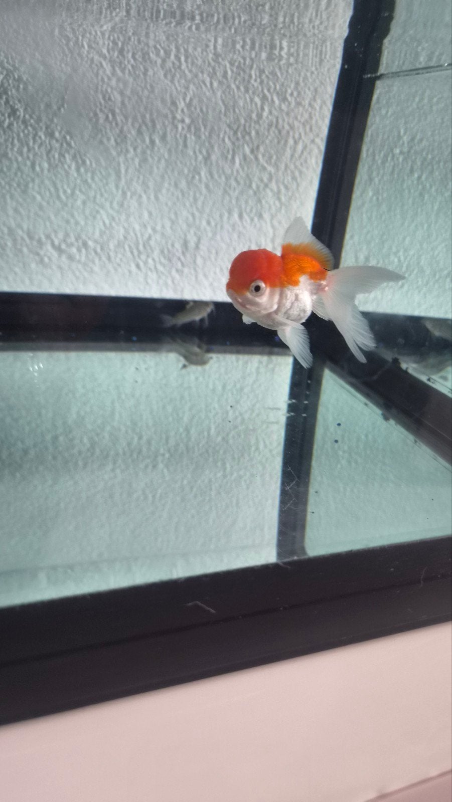2 leeuwenkoppen en nog een andere vis, Dieren en Toebehoren, Vissen | Aquariumvissen, Vis