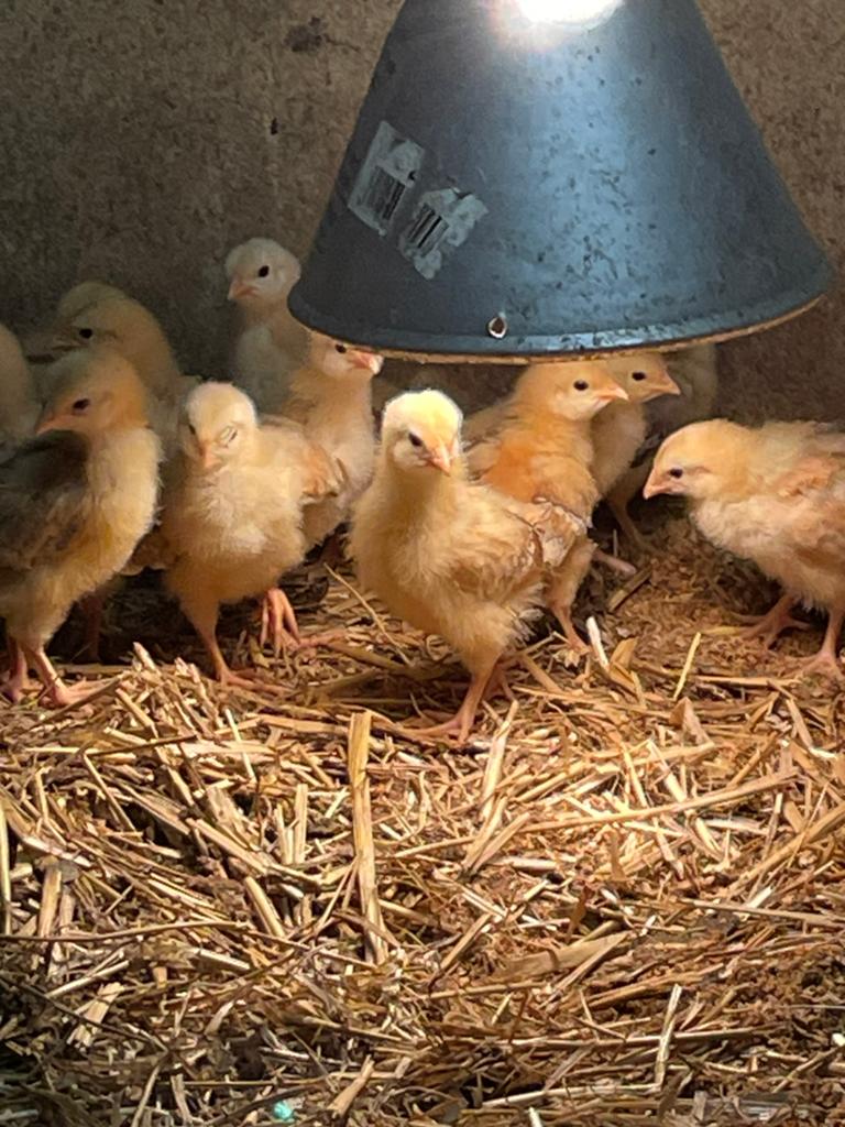 Kuikens newhampshire groot, Dieren en Toebehoren, Geslacht onbekend, Kip