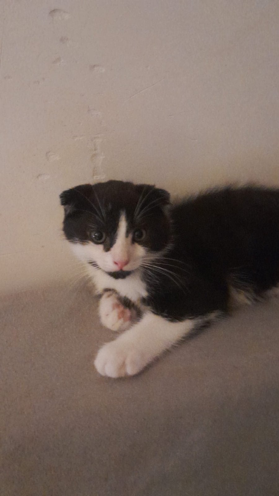 Kittens 2 maanden, Dieren en Toebehoren